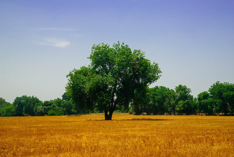 Big tree in the middle of the field under a blue sky