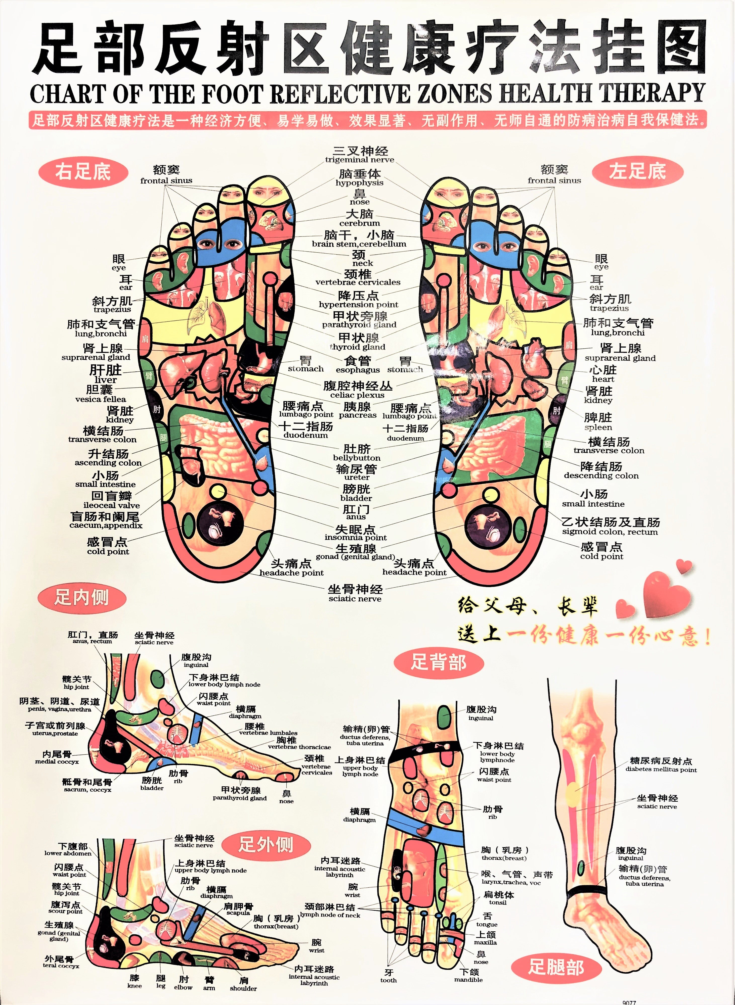 chart-of-the-foot-reflective-zones-health-therapy-the