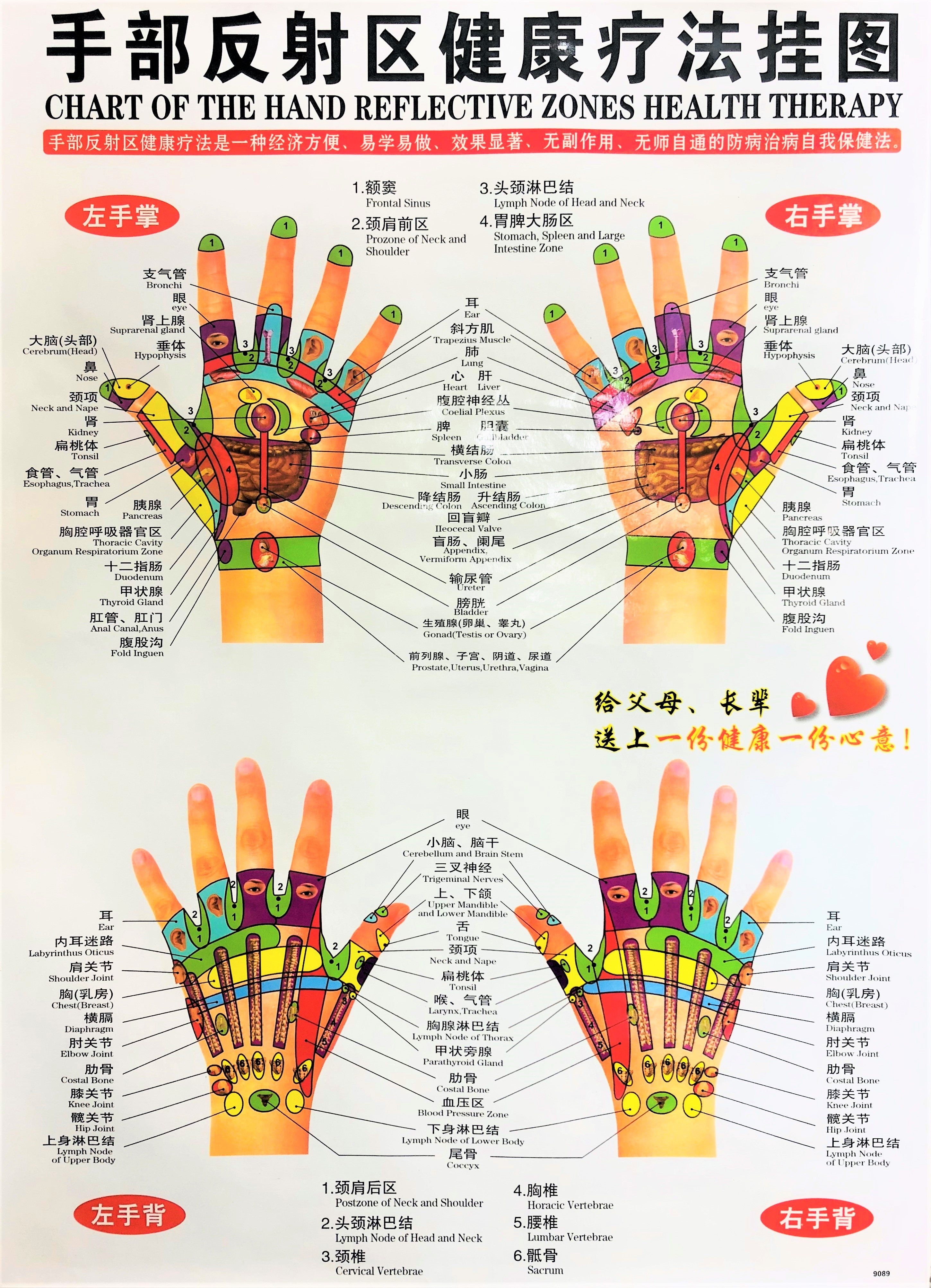 Chart of the Hand Reflective Zones Health Therapy 手部反射区健康疗法挂图 – The