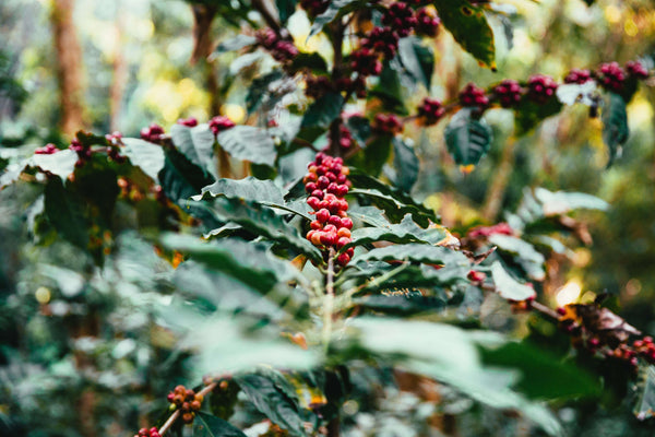 Coffee beans