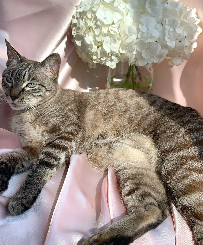 Kiki girl, our cat queen and mascot at Katie Dean Jewelry, happy international cat day!