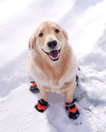 disposable pet booties