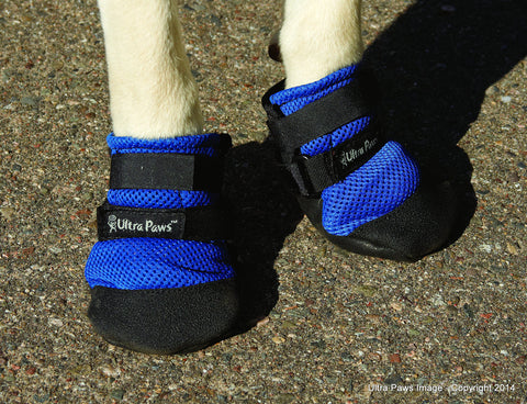 blue dog boots