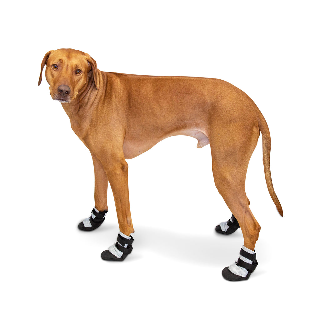 all dog boots