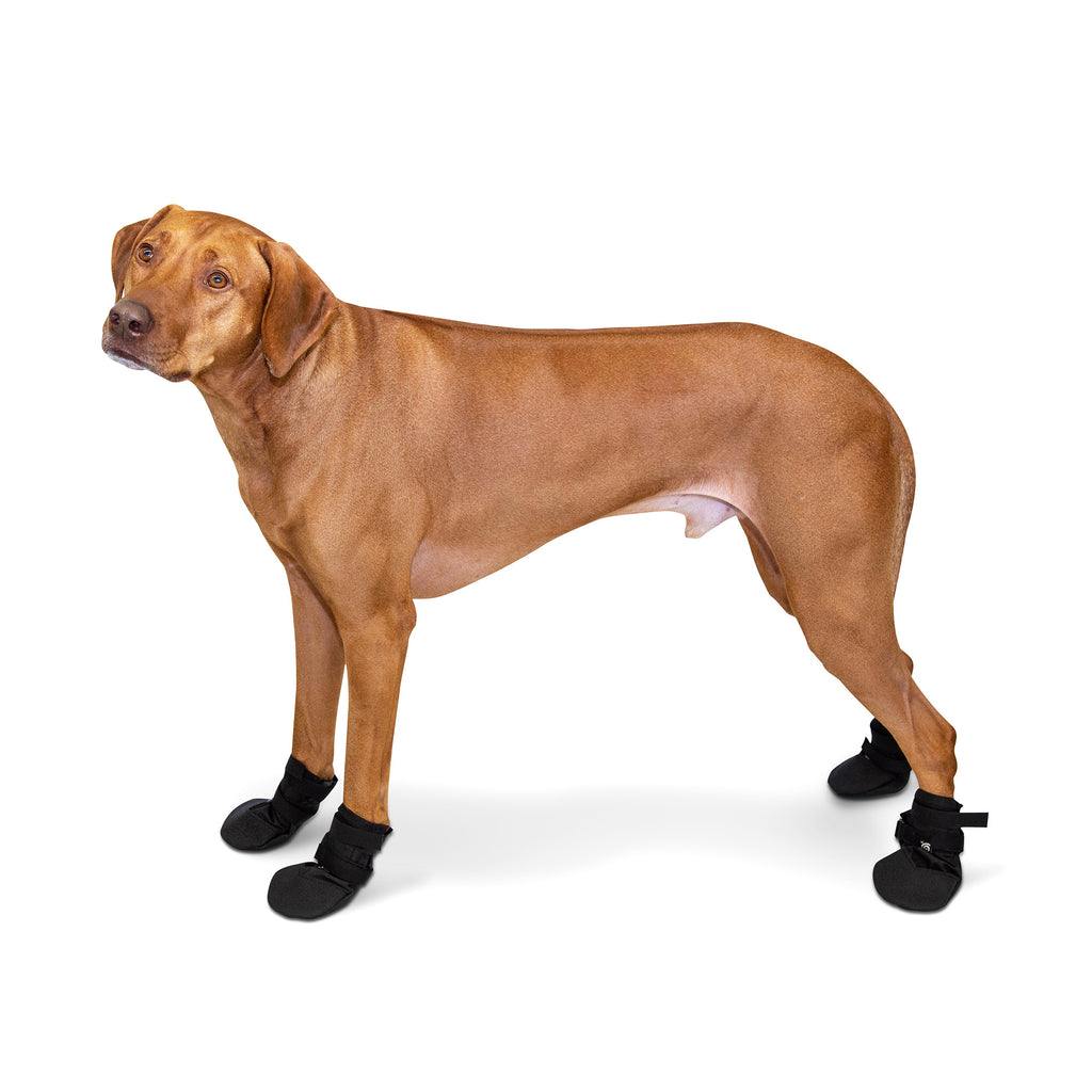 black dog boots