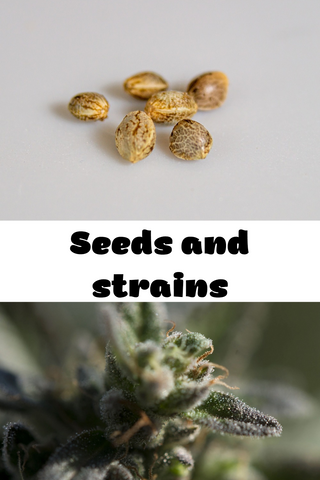 marijuana seeds marijuana plant