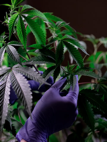 marijuana plant purple glove 