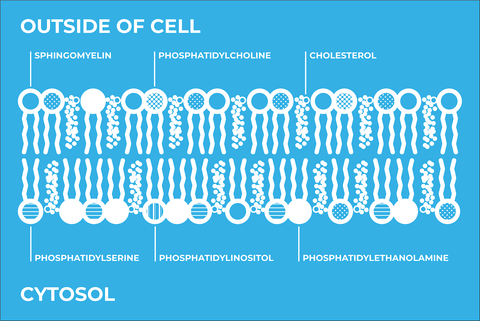 types of phospholipids