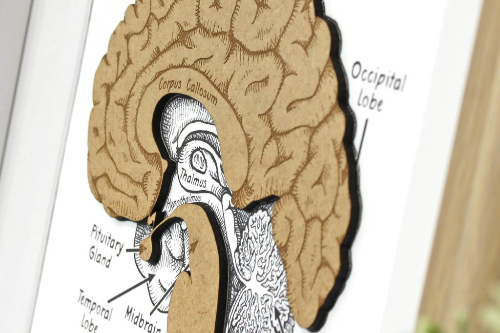 Brain anatomy art