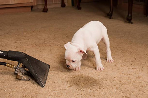 How To Clean Pet Stains From a Wool Area Rug? - Rugs by Roo
