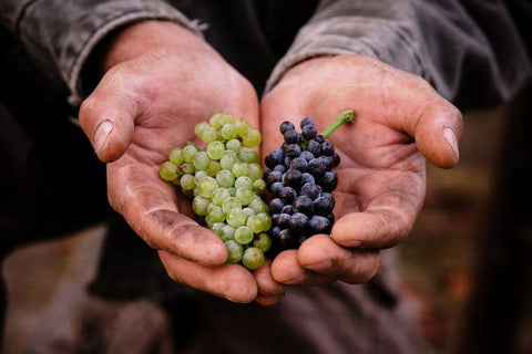 Hands holding green and purple grapes for wine.