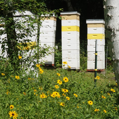 Beehives in woodlands