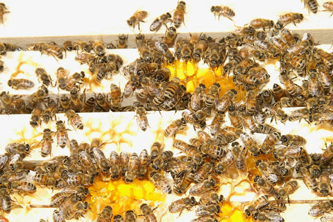 Honeybees cleaning up broken comb