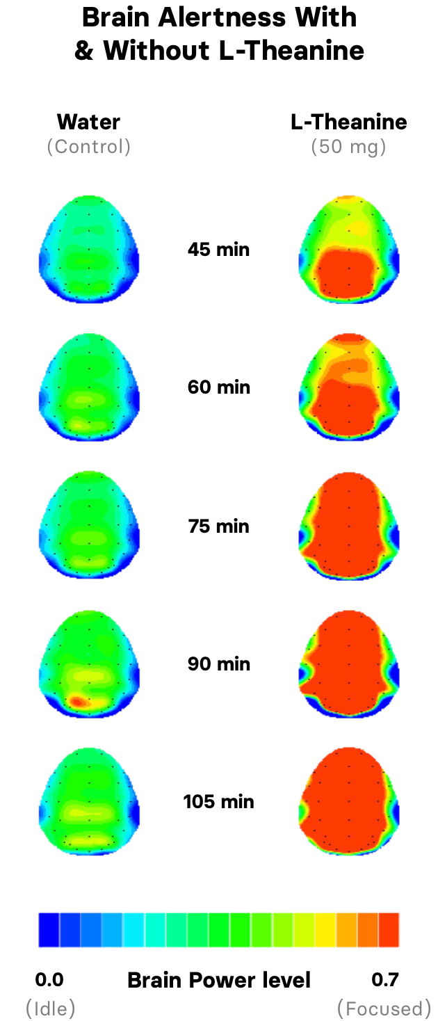 Diagram showing the difference in brain power level between drinking water vs drinking 50mg of l-theanine. Diagram shows an increasing improvement in brain power after 45 minutes, 60 minutes, 75 minutes, 90 minutes, and peaking at 105 minutes. Water brain power stays static during that time.