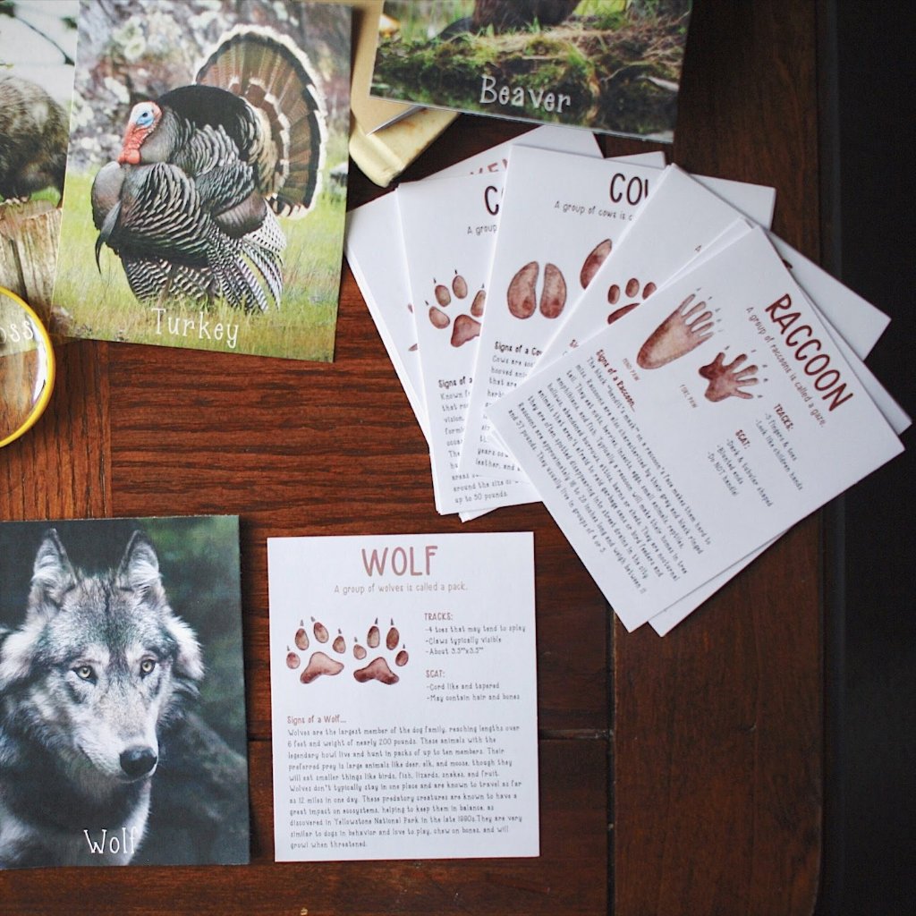 wildlife fact file cards complete set