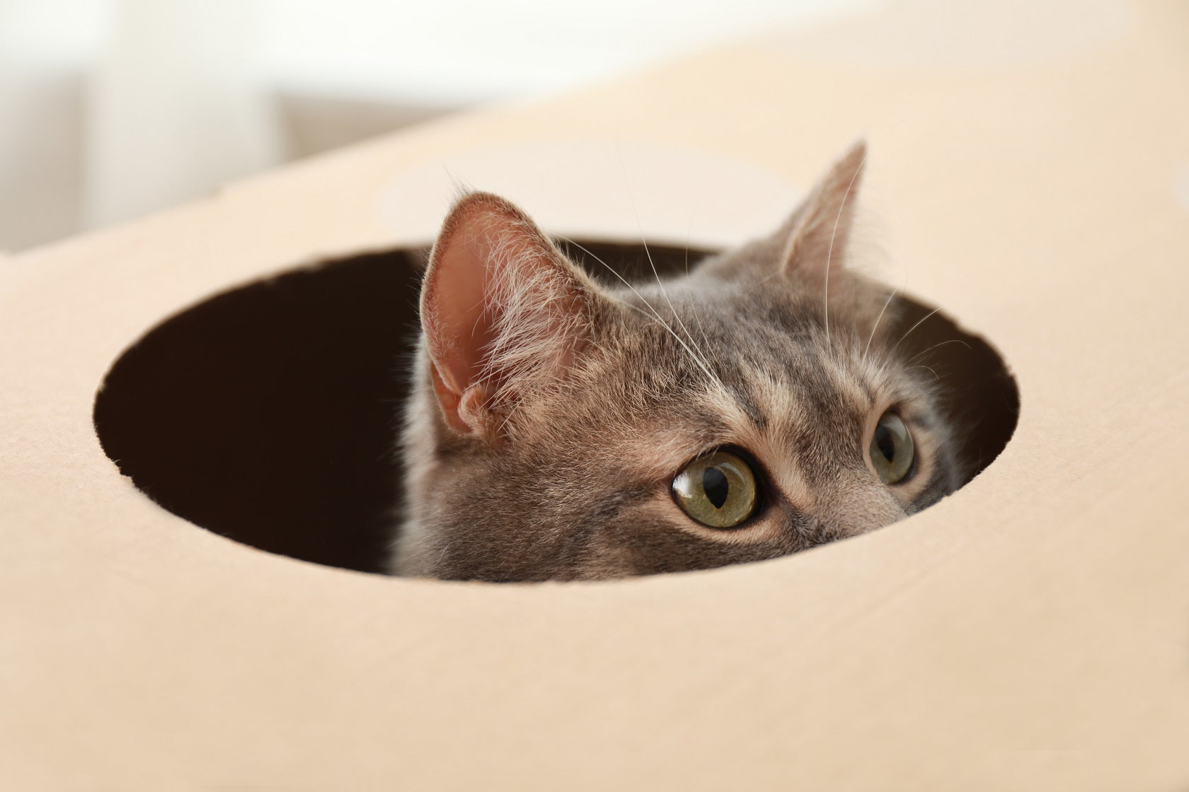 cat peeping out of the top of a cardboard box