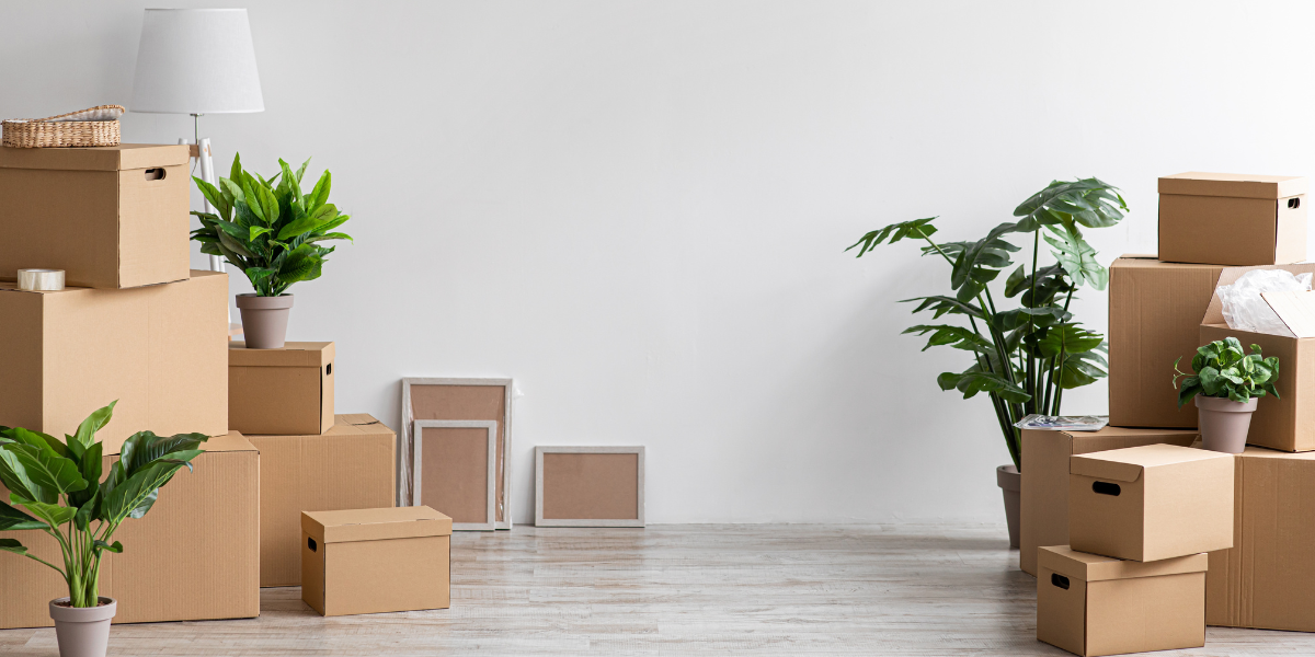 piles of cardboard boxes and plants for moving house