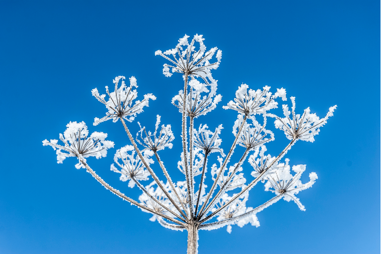 Seedhead laced with frost against a crisp bright winter's sky in a beautiful Christmassy garden