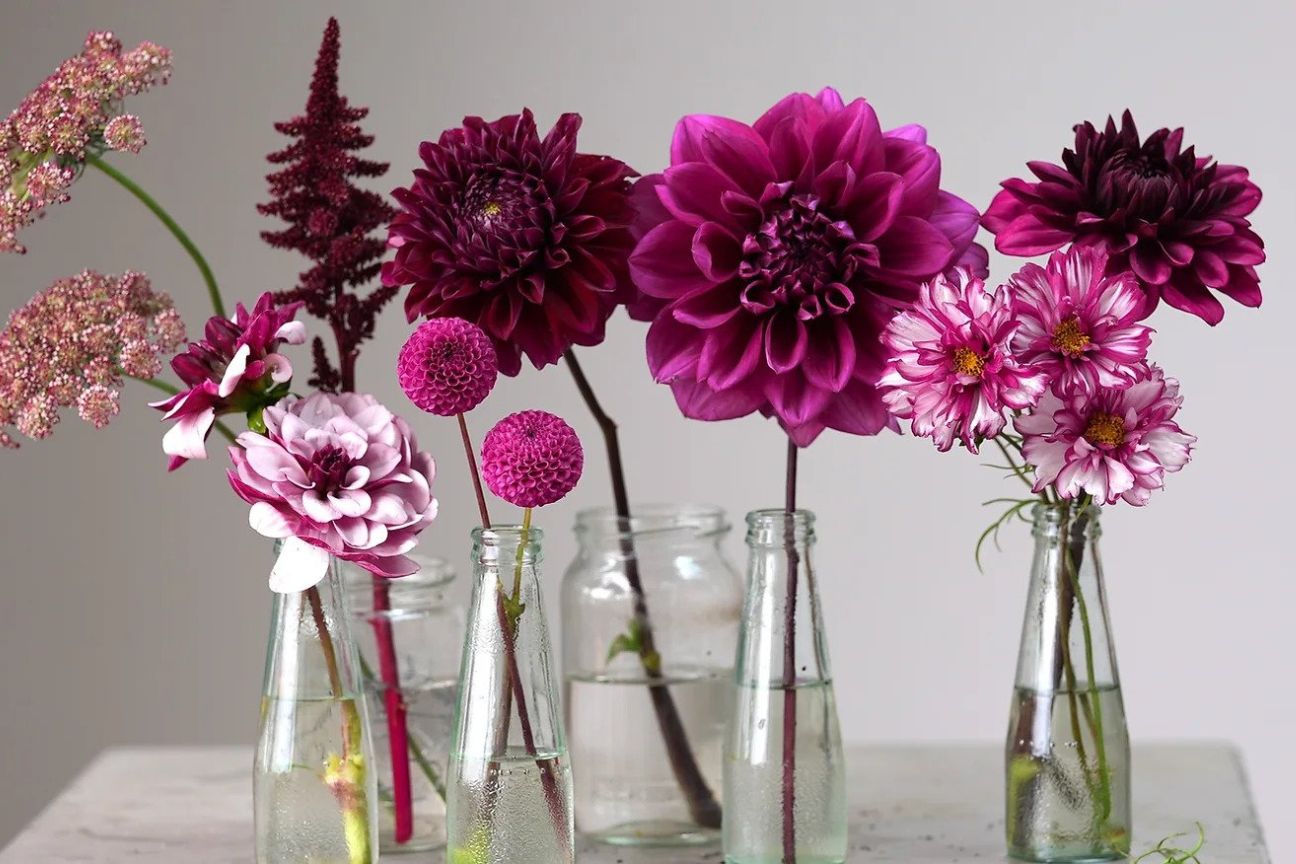 A series of clear glass vases filled with purple, lilac and violet dahlia flowers