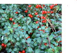 Wintergreen - Gaultheria Fragrantissima