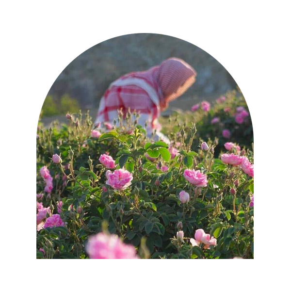 Photo of worker in rose farm in Ta'if, Saudi Arabia | Appellation aromas