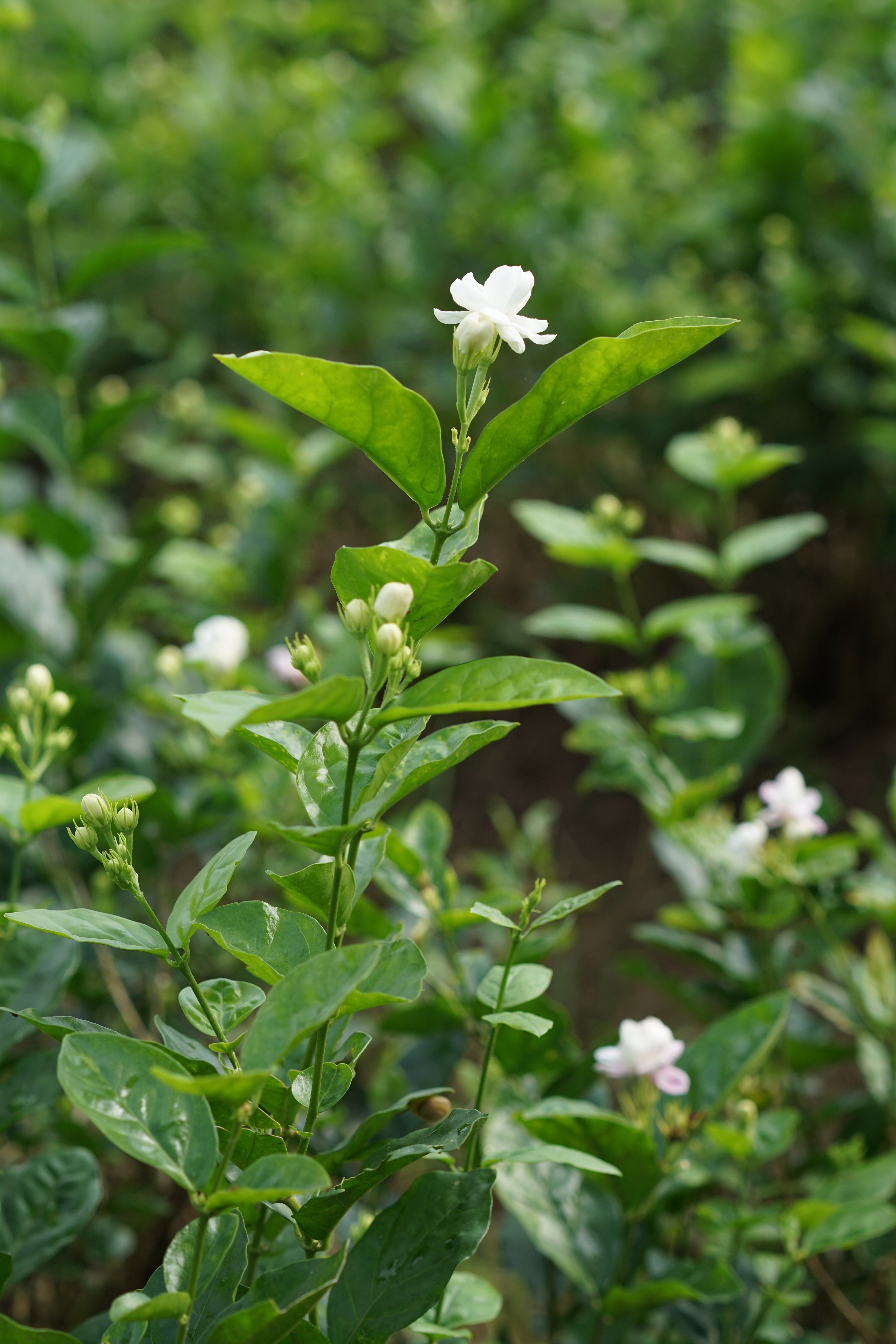 double layer jasmine profile view