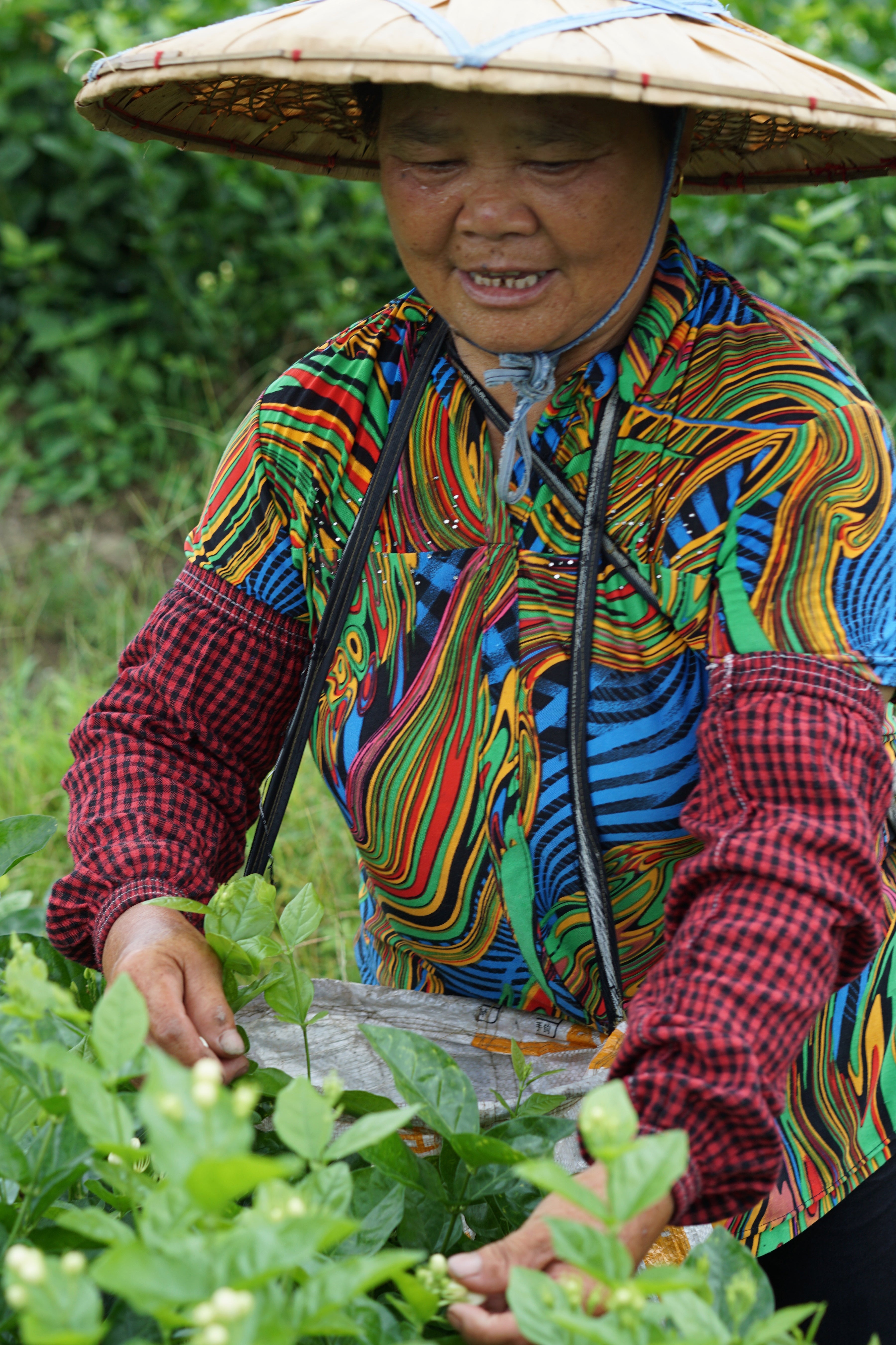 jasmine flower picking