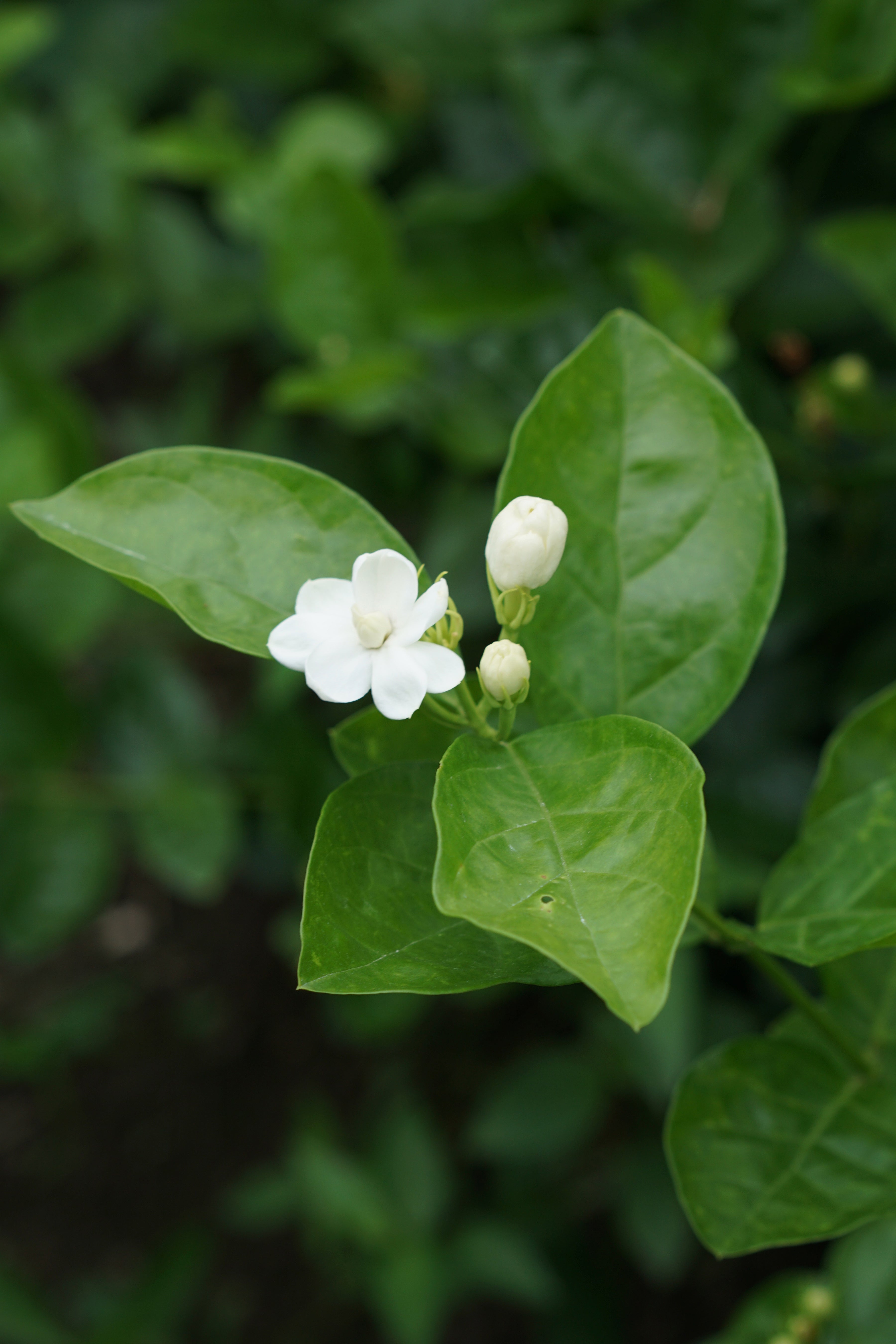 double layer jasmine flower