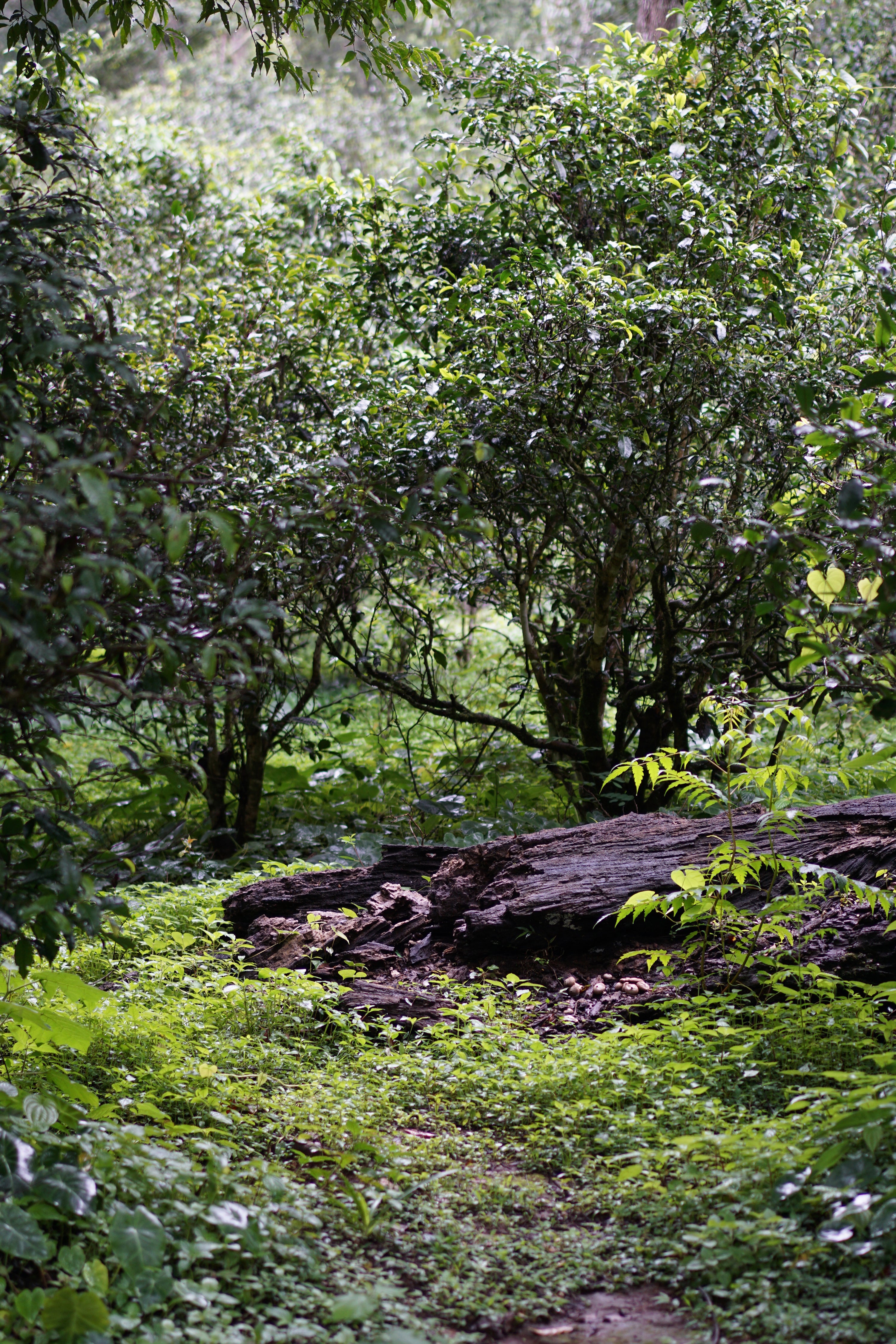 deep tea tree forest in yunnan
