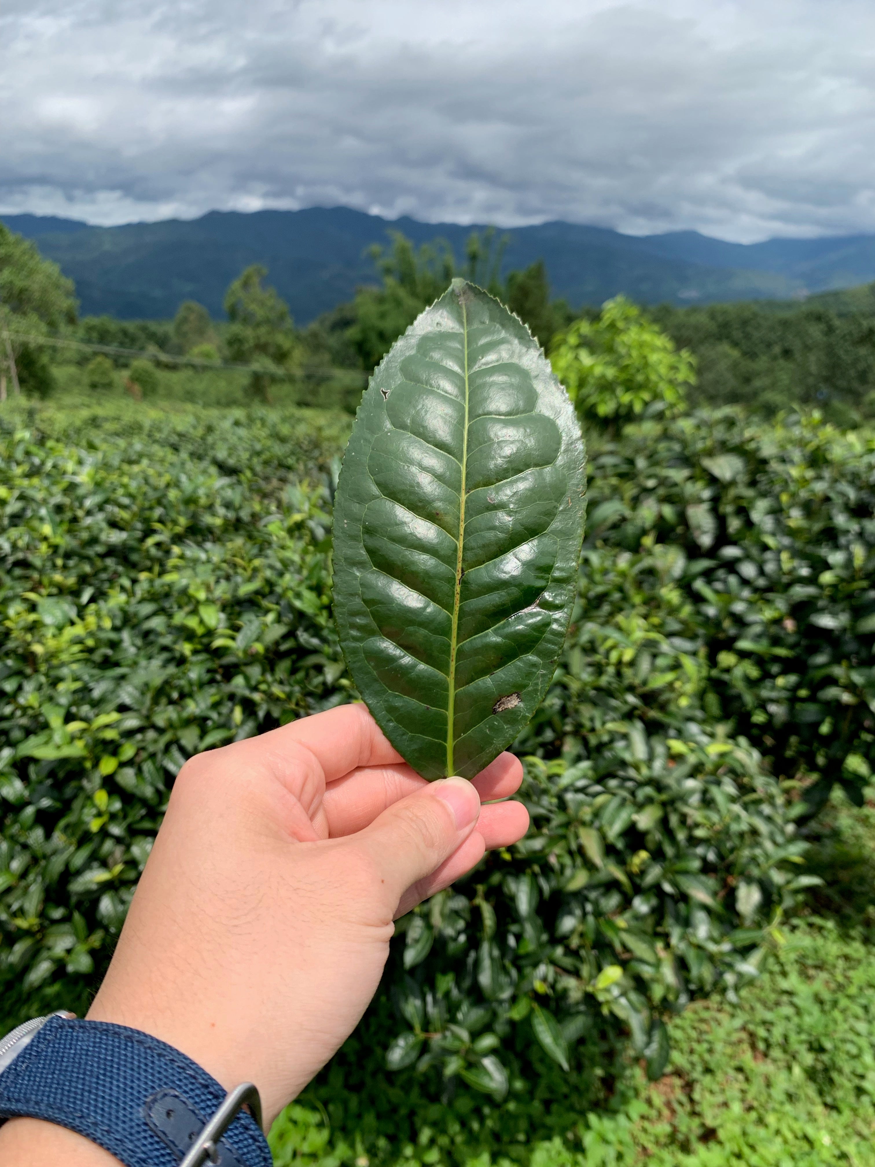 assamica leaf in hand