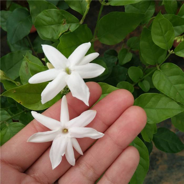 Single layer jasmine