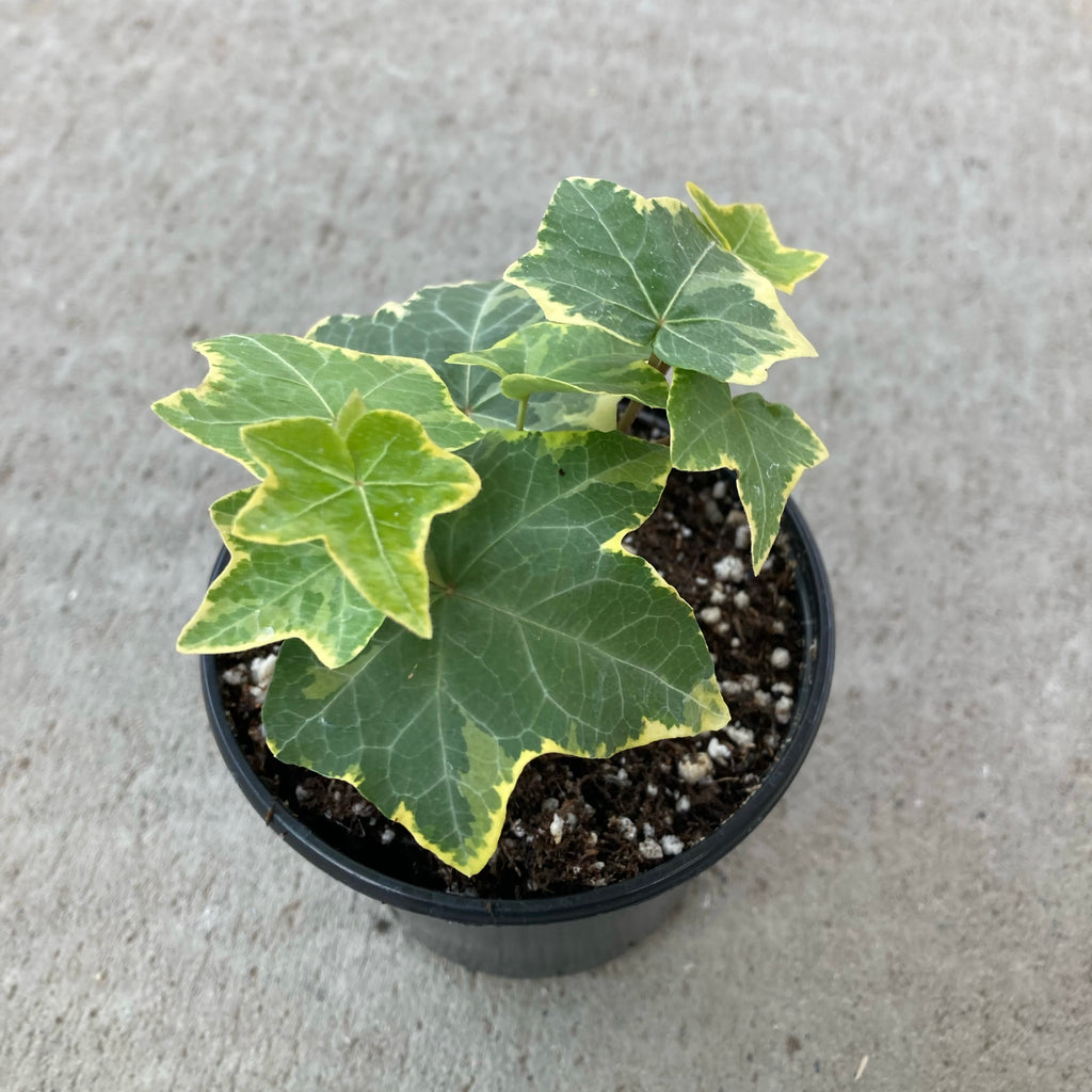 White Wonder Hedera - English Ivy – Magic Valley Gardens