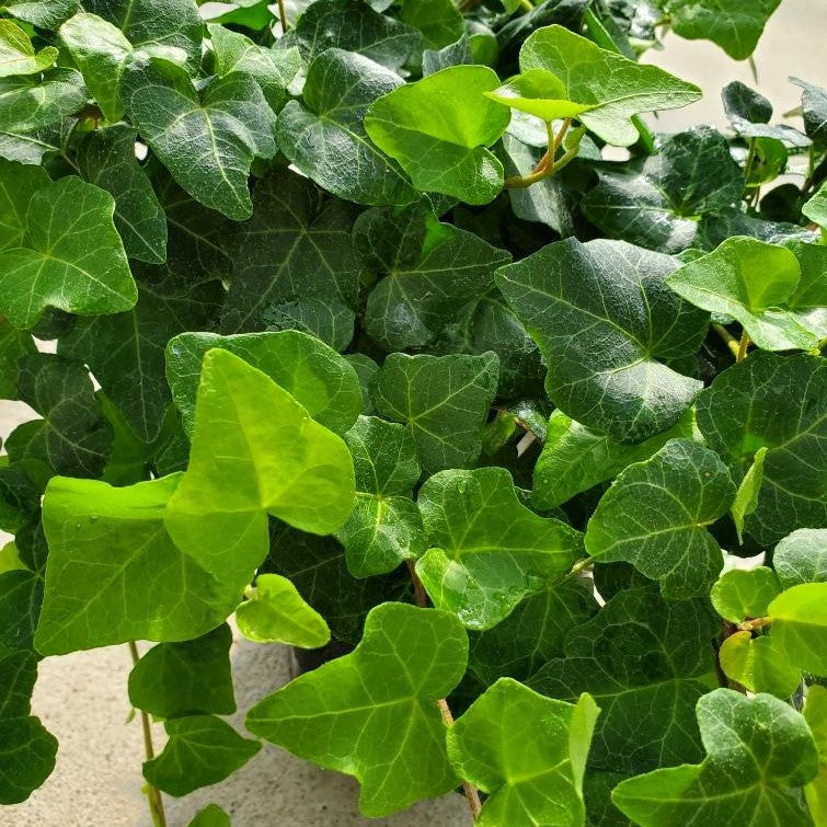 Hedera helix 'White Wonder' Common ivy - elho® - Give room to nature