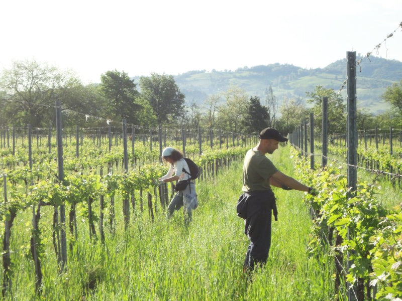 Azienda Agricola il Farneto, natural wine, organic wine, biodynamic winery in Emilia-Romagna, Italy, Primal Wine.