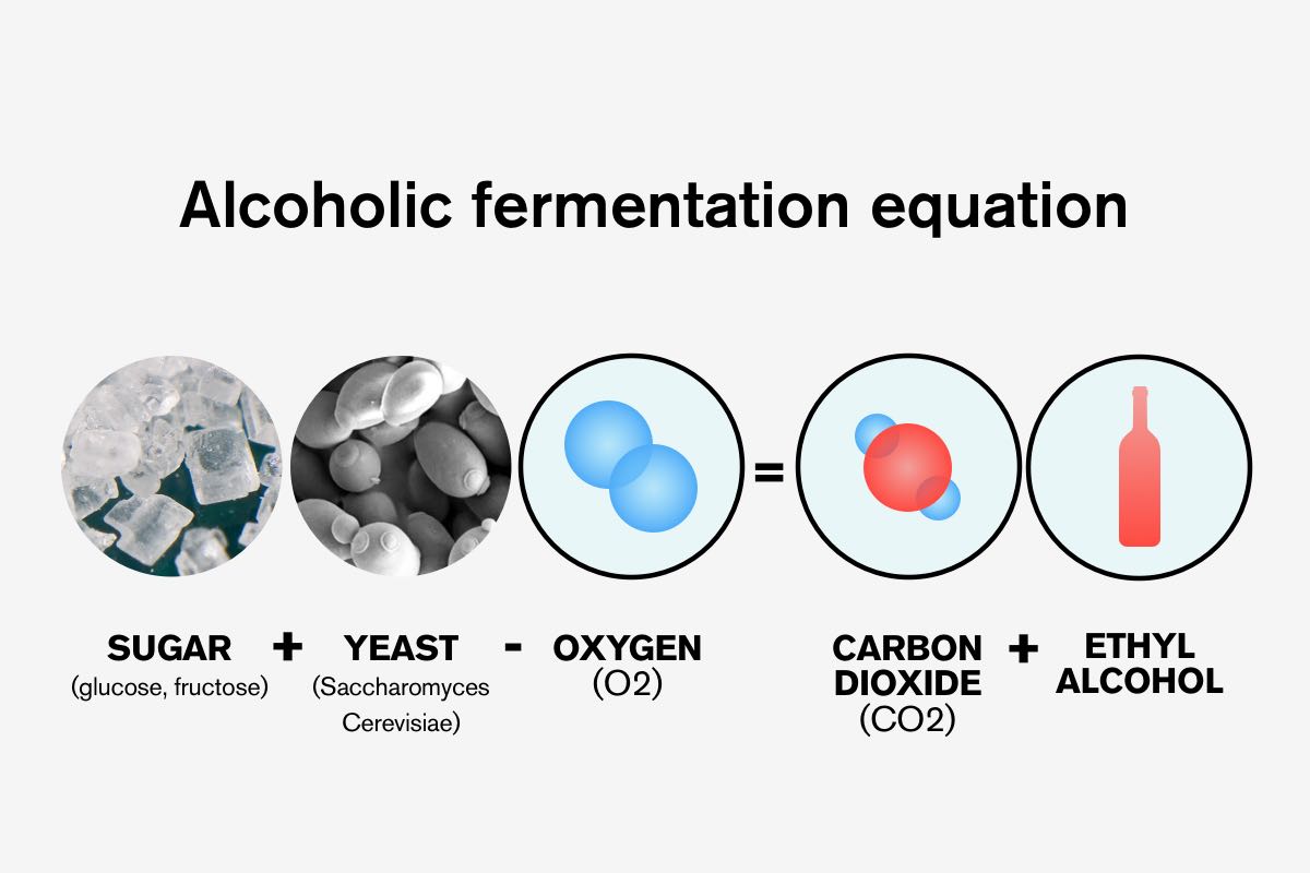 Alcoholic Fermentation Equation, Natural Wine, Primal Wine - primalwine.com