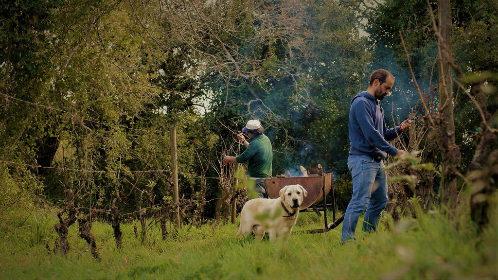 Encosta da Quinta Quinta do Paco Humus natural winemaker in Portugal, Lisboa