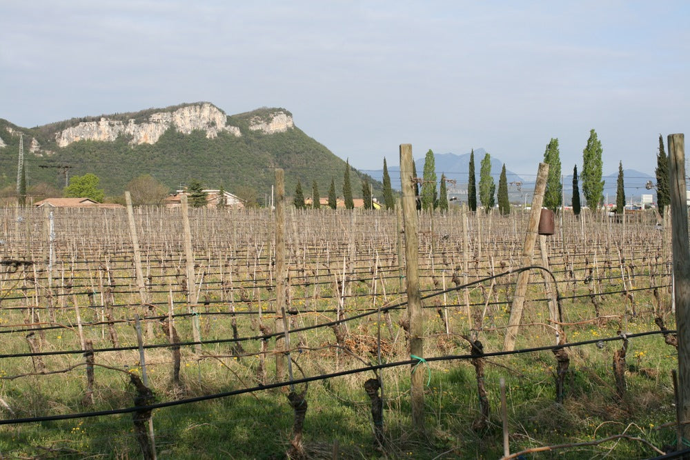 Le Fraghe Bardolino red wine vineyards near Lake Garda, Valpolicella, Verona