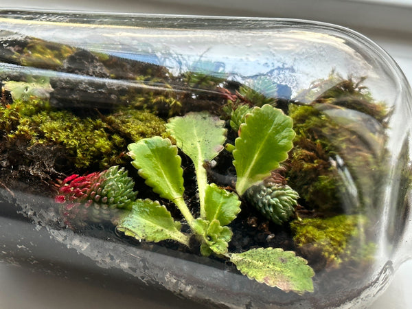 Everleaf terrarium in a bottle