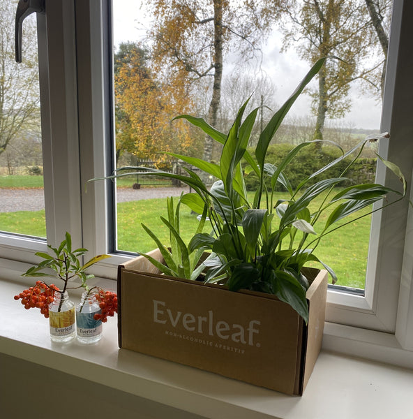 Everleaf Shipper Planter