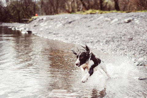 Spaniel running through water