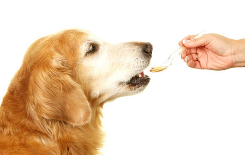 Dog taking medicine from a spoon 