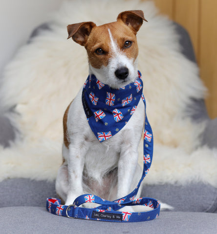 Jack Russell Terrier wearing her Coronation Days collar, bandana and lead. Handmade in the UK