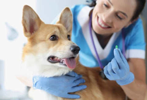 Vet giving corgi some medicine 