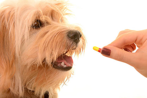 Dog taking medicine. 