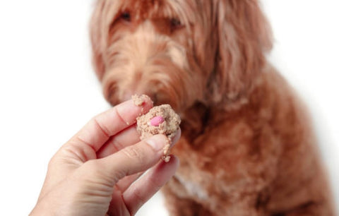 Dog eating a pill wrapped in meat 