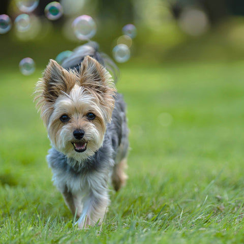 Yorkshire terrier chasing bubbles 