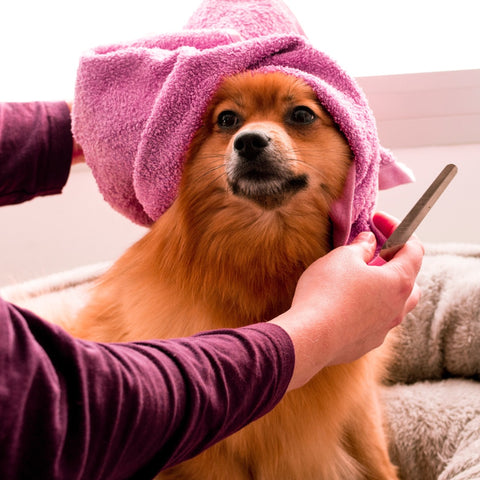 Pampered dog being groomed in a pink turban. 