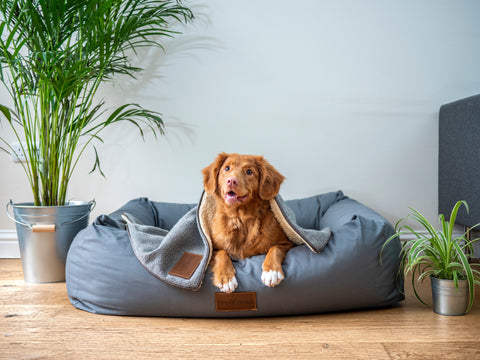 dog relaxing in bed at a wedding