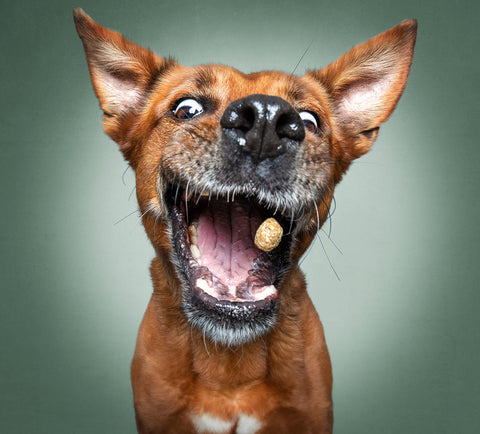 Dog catching a treat 