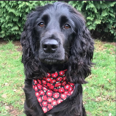 Working Cocker Spaniel wearing a handmade poppy bandana